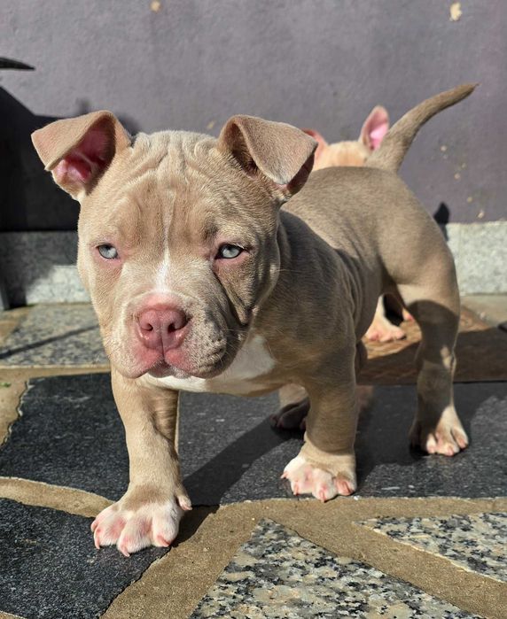 American bully pocket