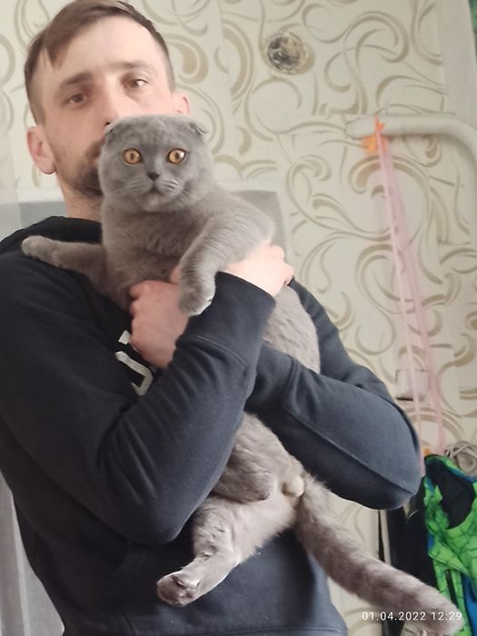 Кіт на злучку Кот для кошки