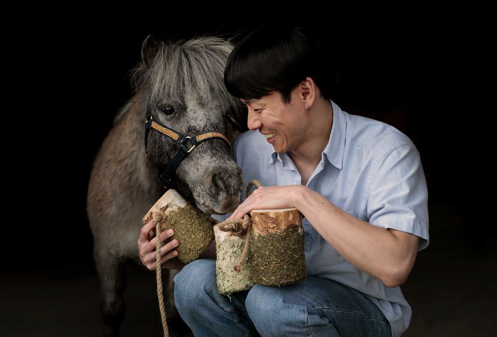 Mini Shetland Kuc - Wałach