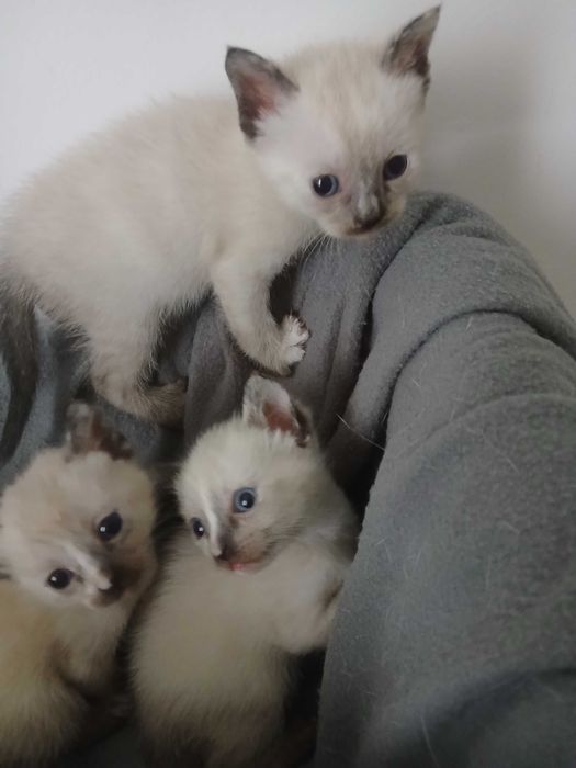 Gatinhas para adoção