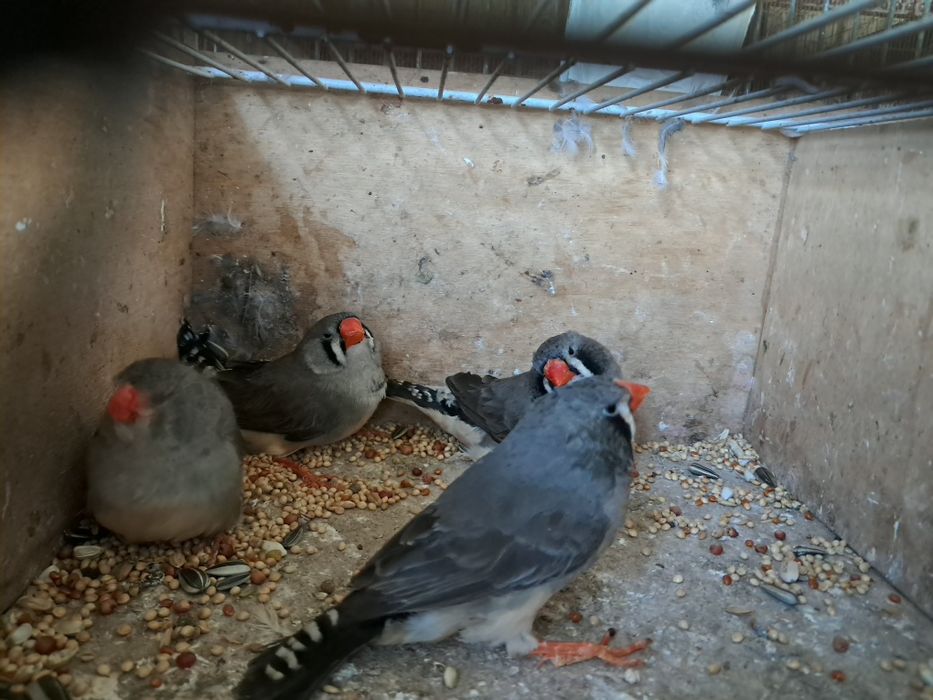 Mandarins gigantes exposição