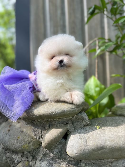 Лялькова балеринка шпицуля