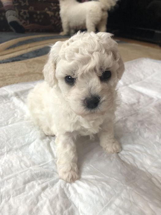Бішон фрізе ,Бишон -фризе ,цуценята,щенки