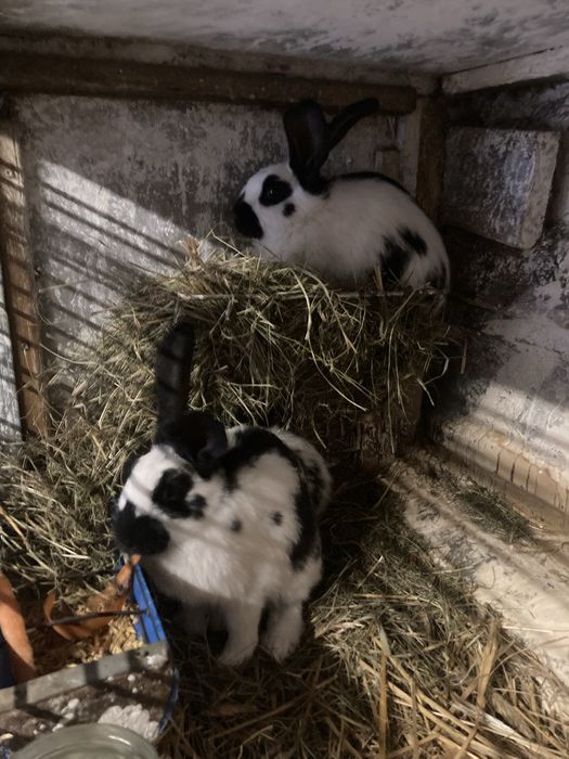 Króliki Srokacz olbrzym