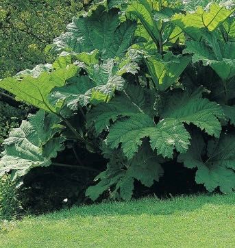 Sadzonka Gunnera manicata parzeplin brazylijski