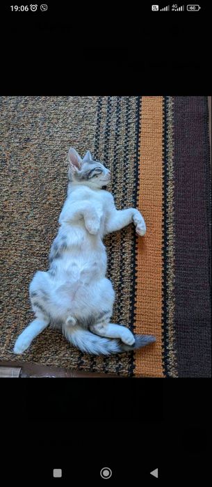 Отдам бесплатно котенка