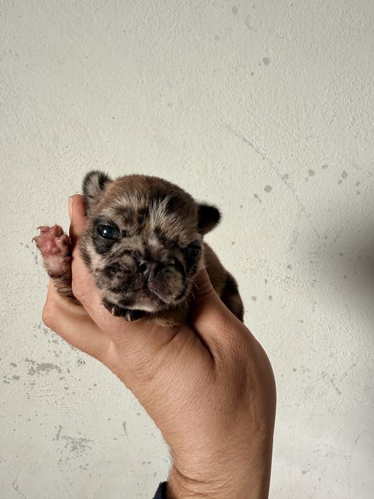 Buldogue Frances Menino Merle