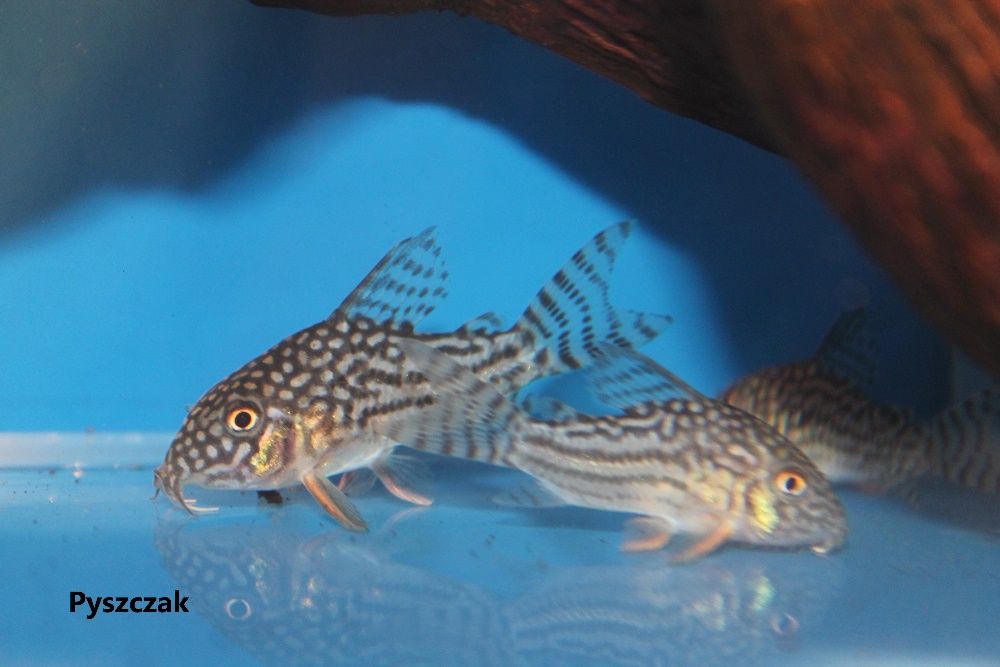 Kirys sterby Corydoras sterbai