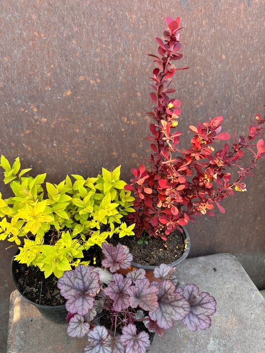 Набір барбарис гейхера спірея