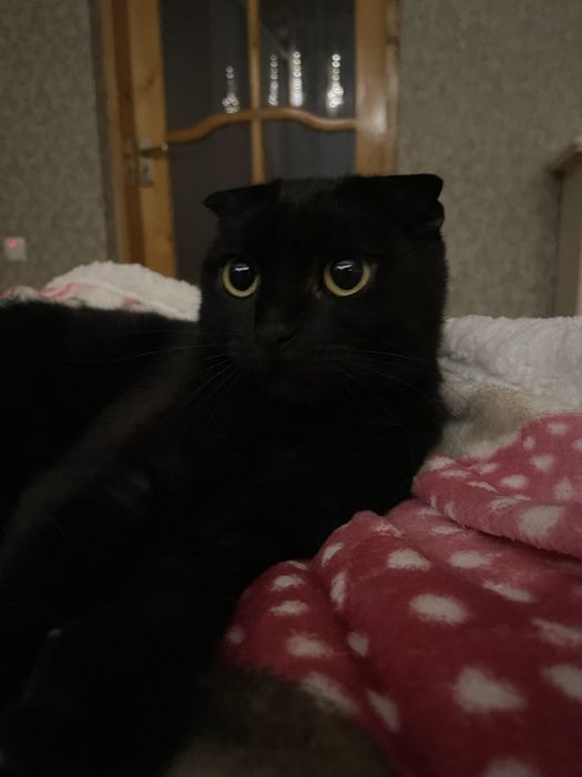 шотландські котики