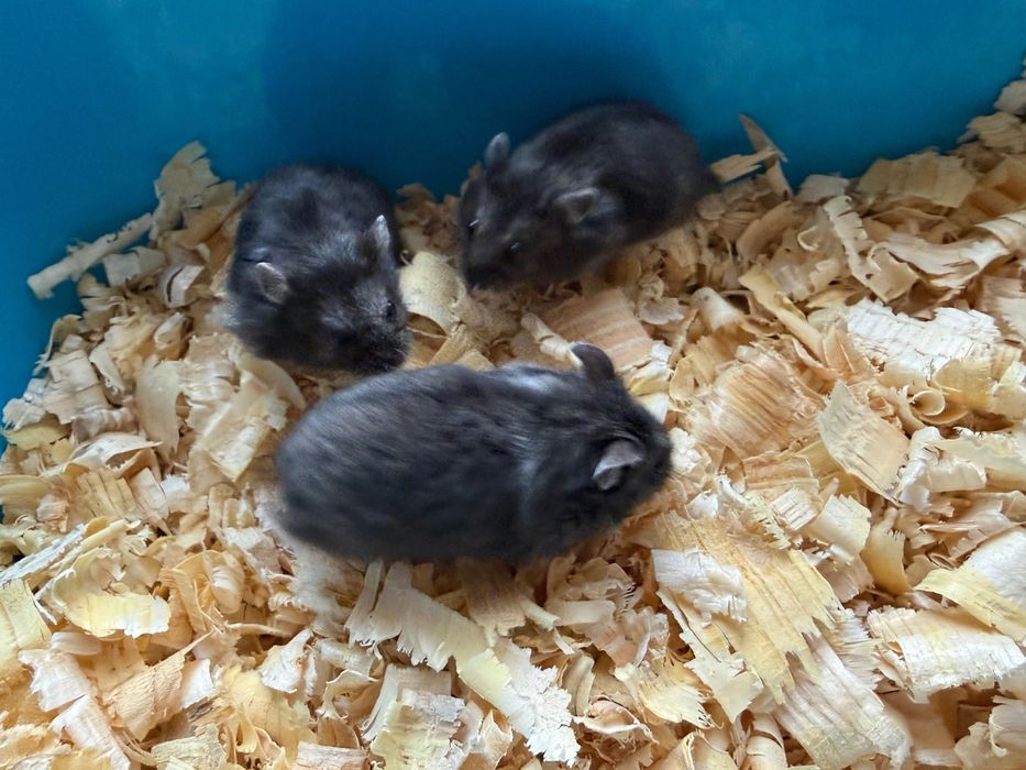 Chomiki Campbella