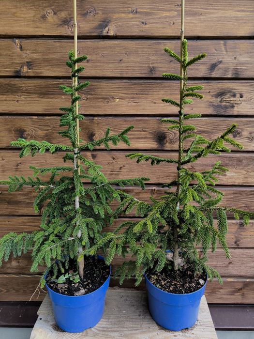 Ялина східна Ауреоспіката (picea orientalis Aureospicata)