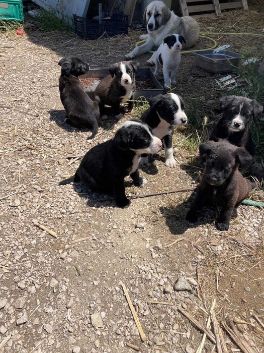 Cachorros para adoção