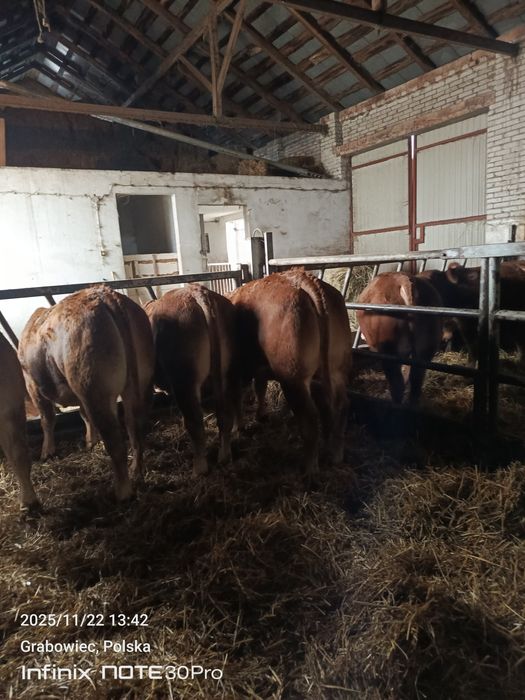 Sprzedam jałówki cielne 4 sztuki