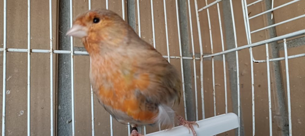 Canária canela de 2022