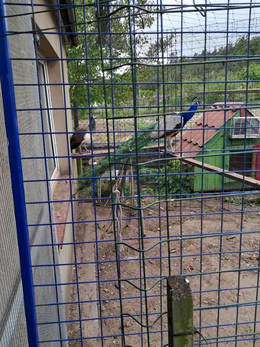 Samice pawie 2023 roku