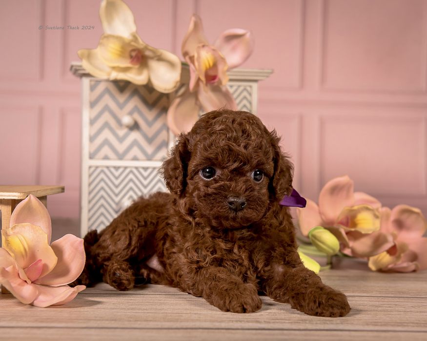 Ексклюзивна Дівчинка той пуделя КСУ