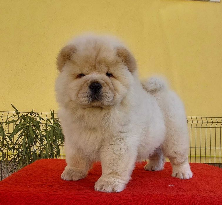 Chow Chow disponível