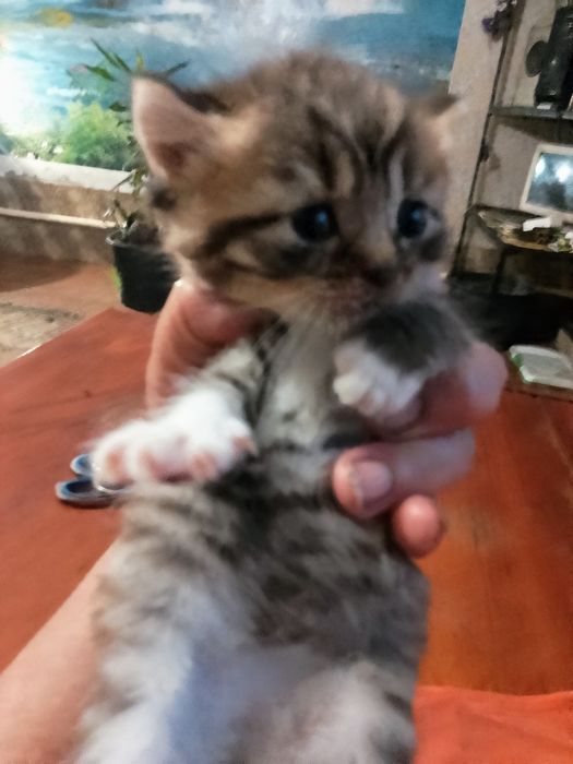 Усатая милота девочка