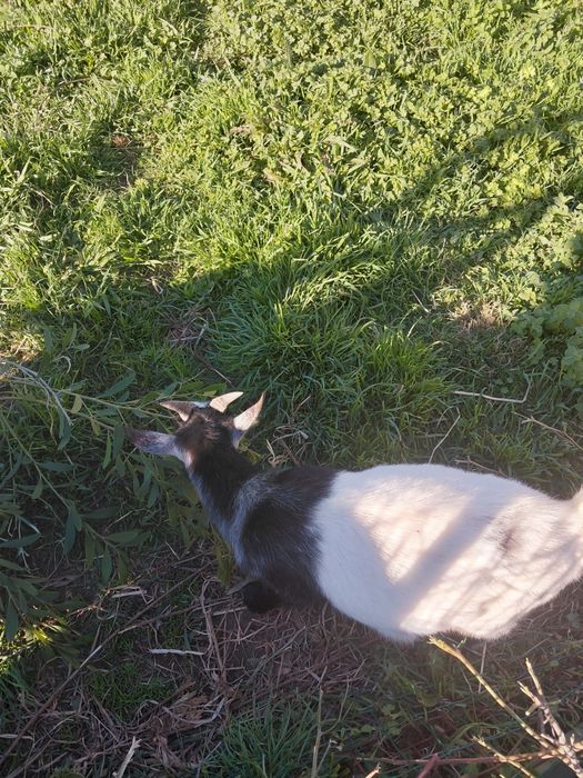 Duas cabras  machos