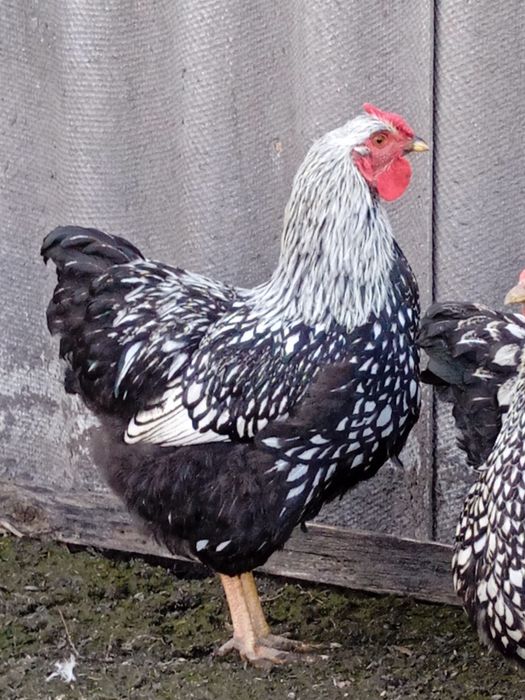 Породистий півник