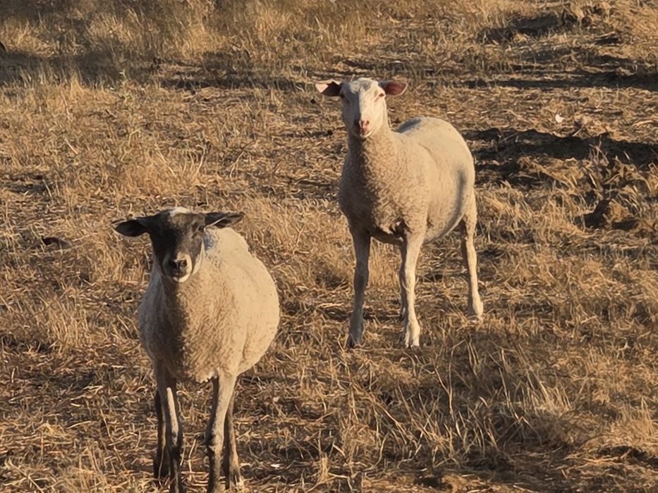 Ovelhas Inras 401 8 Femeas 2 machos