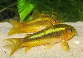 Продам сом таракатум , брохис, воалехвост ...