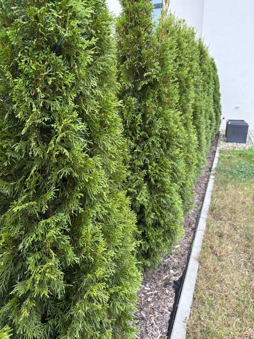 Tuje szmaragd wysokość 170 cm  - odbiór osobisty Żory