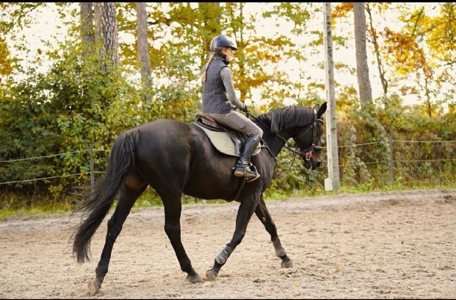 Piękna klacz do sportu.