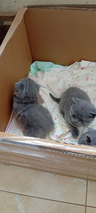 Шотландські котенята