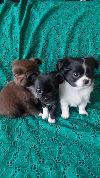 Пропонуємо для продажу цуценят чіхуахуа - хлопчики !