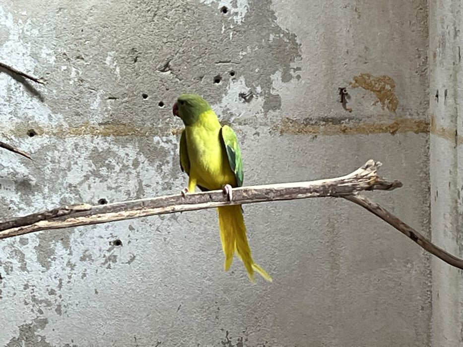 Femea Ring Neck verde violeta Cleartail Opalino