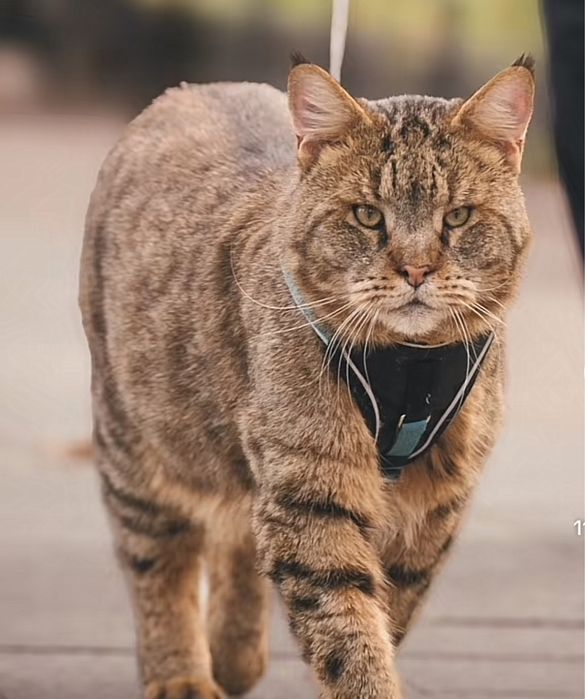 Камышовый кот, 4 года