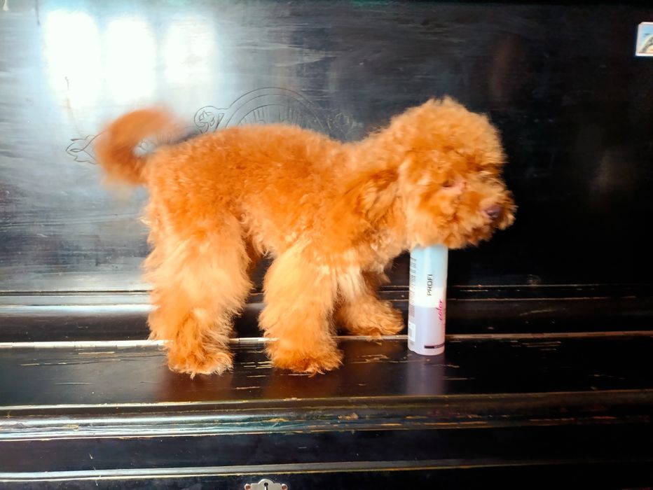 Міні хлопчик 22 см той пудель