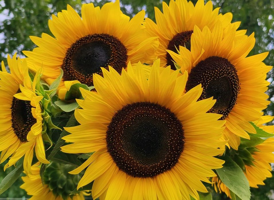 Słonecznik ozdobny, słonecznik kwiatowy nasiona