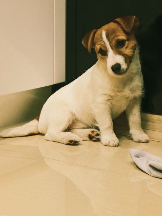 Jack Russell Terrier suczka