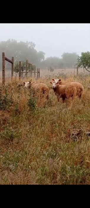 Vendo borrego berrichon du Cher