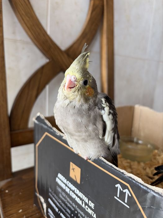 Caturra com 2 meses