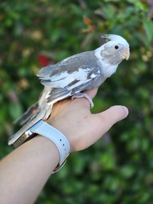 Caturras Domesticadas