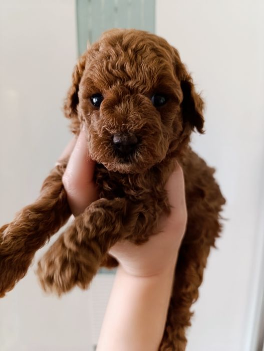 Той Пудель Ред Браун