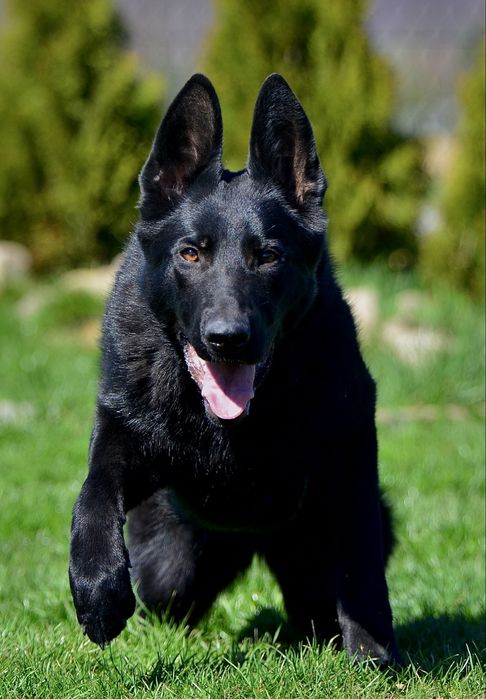 Owczarek niemiecki linia użytkowa