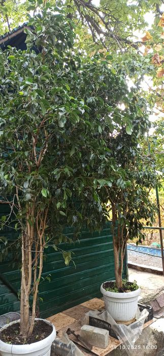 Очень большие фикусы бенджамена и шефлеры для больших помещений