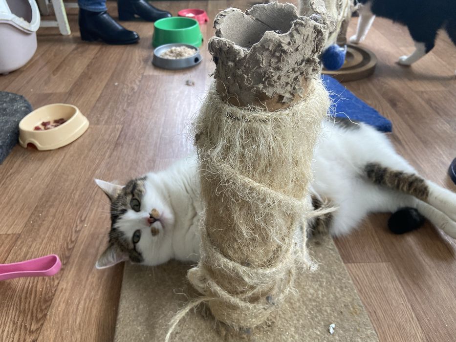 Котик безкоштовно