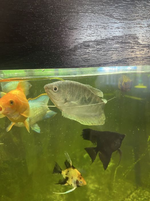 Продам рыбки аквариумные