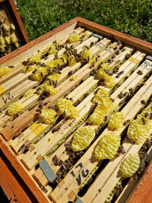 Miód z własnej pasieki