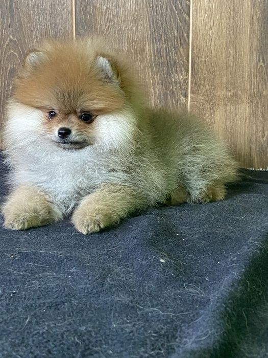 Померанський шпіц