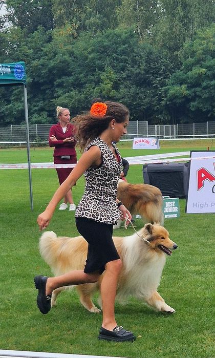 -Reproduktor/ krycie - Owczarek Szkocki Collie