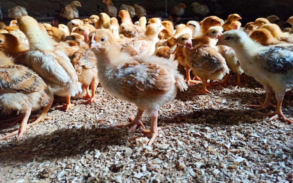 Підрощені курчата Редбро, Іспанка, Мастер Грей, Фоксі Чік Харків