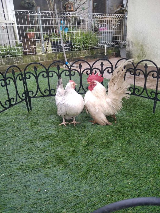 Casal de Nagasakis e machos isolados