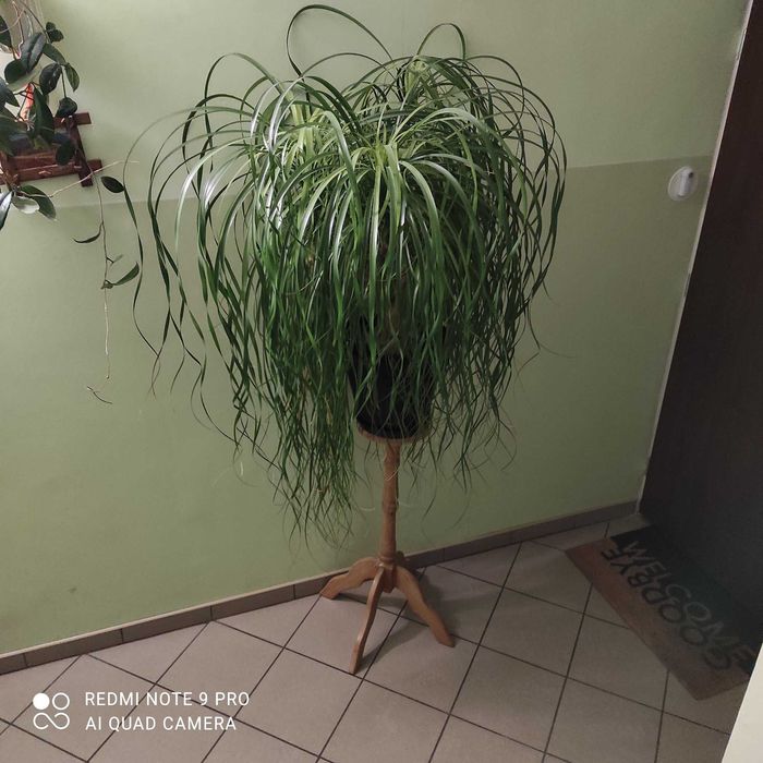 kwiat doniczkowy duży